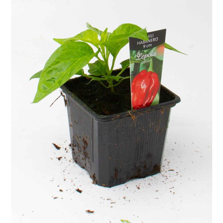 Chili Habanero Kotimainen Ø 9 cm