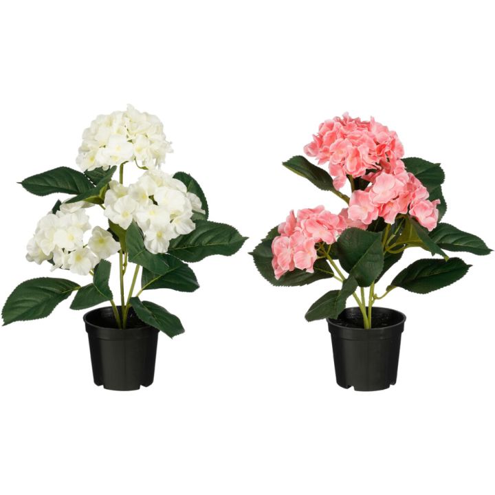 Silkkikasvi Hortensia lajitelma