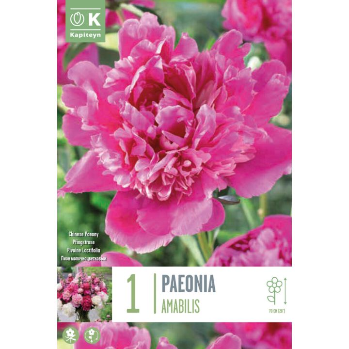 Kevätkukkasipuli Pioni Amabilis 1 kpl