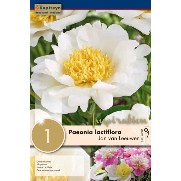 Kevätkukkasipuli Pioni Lactiflora Jan van Leeuwen 1 kpl