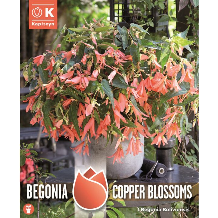 Kevätkukkasipuli Kapiteyn Begonia Boliviensis Copper 1 kpl