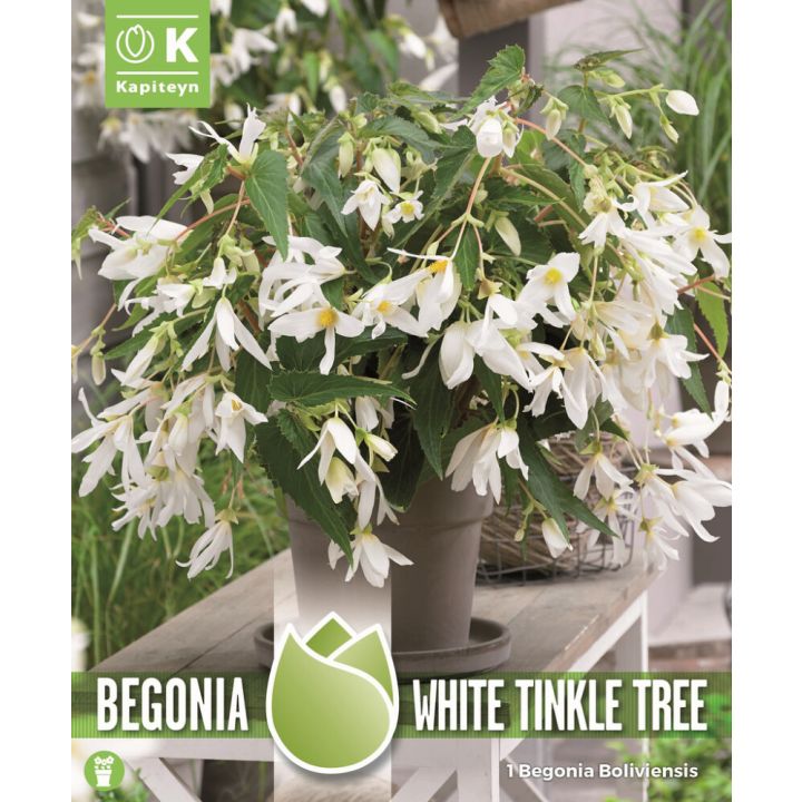 Kevätkukkasipuli Kapiteyn Begonia Boliviensis White 1 kpl