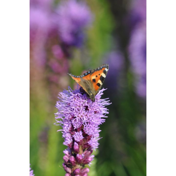 Punatähkä Mihkel Saar Puukool Liatris spicata C2