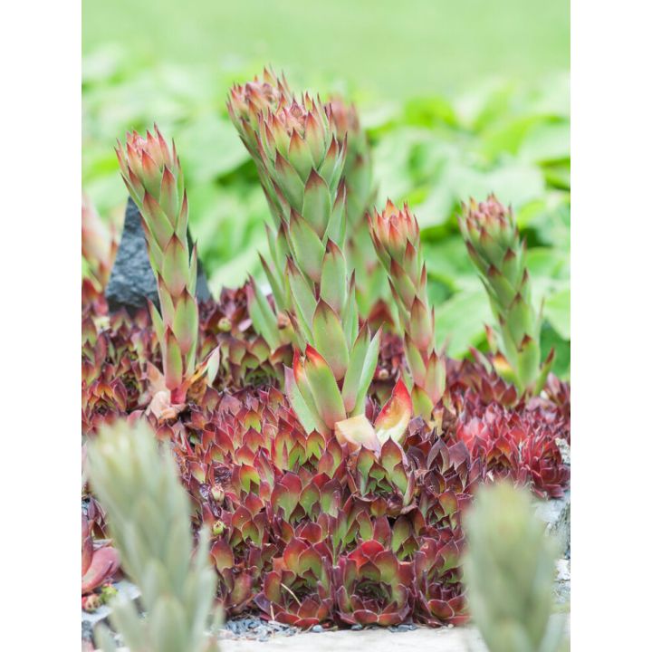 Kivikkomehitähti Mihkel Saar MIX P12/P15