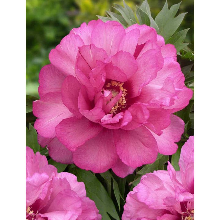 Jalopioni Paeonia Itoh Julia Rose