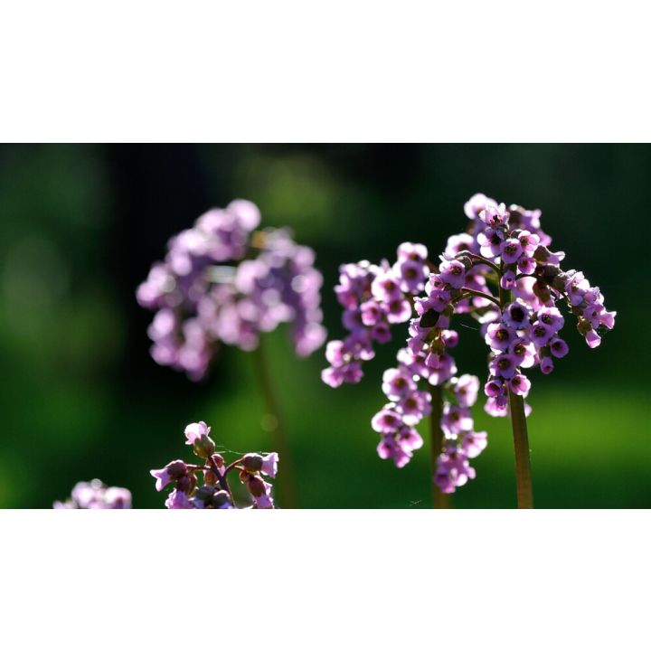 Herttavuorenkilpi Bergenia Cordifolia Winterglut