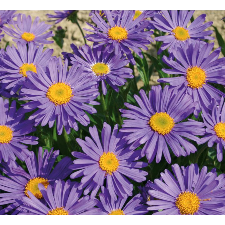 Alppiasteri Aster Alpinus Beauty Blue