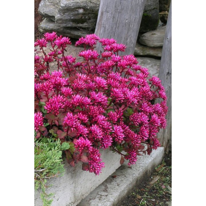 Kaukasianmaksaruoho Mihkel Saar Fuldaglut P12 / P15