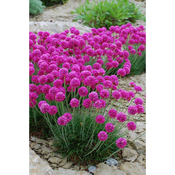 Laukkaneilikka Düsseldorfer Stolz