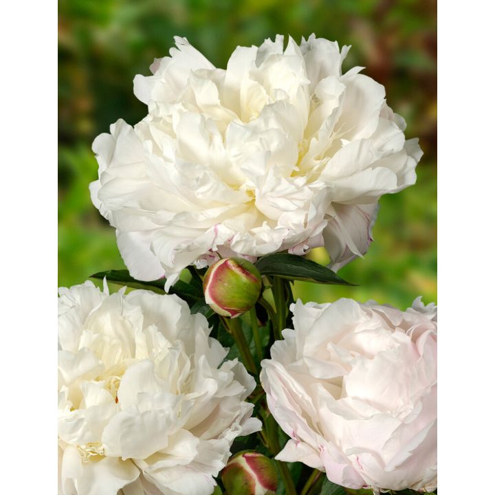 Jalopioni Shirley Temple