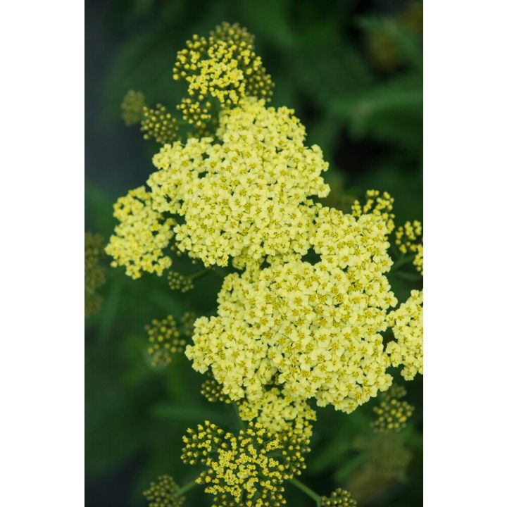 Kärsämö Mihkel Saar Puukool Sunny Seduction C2