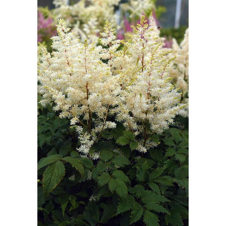 Jaloangervo Astilbe Rock And Roll C2