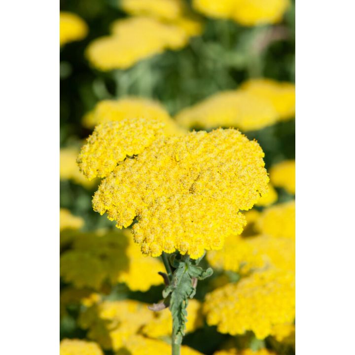 Kärsämö Mihkel Saar Puukool Moonshine C1,4