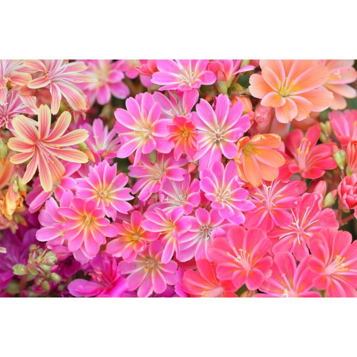 Tarhalevisia lajitelma