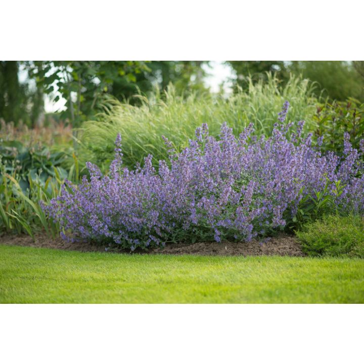 Mirrinminttu Mihkel Saar Puukool Walker's Low