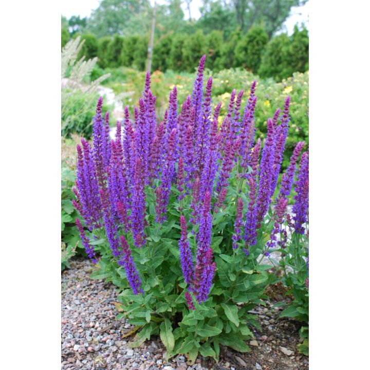 Lehtosalvia Mihkel Saar Puukool Ostfriesland