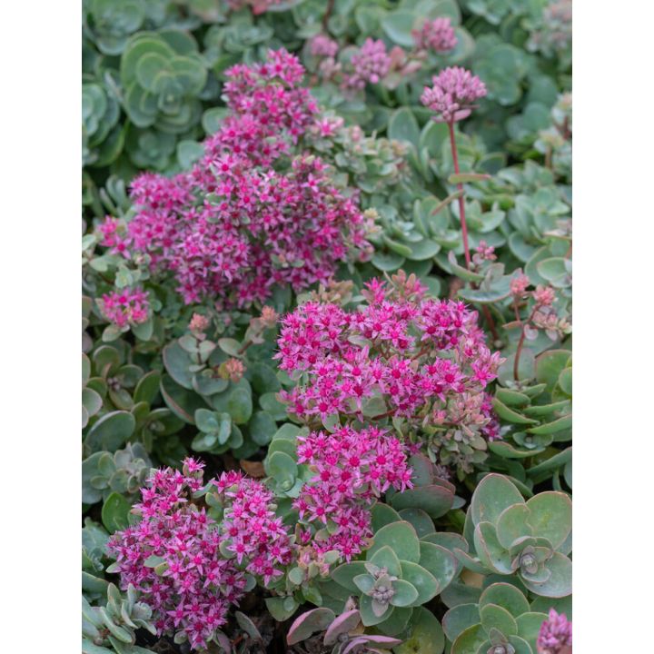 Turkestaninmaksaruoho Mihkel Saar Puukool Bright Pink P12