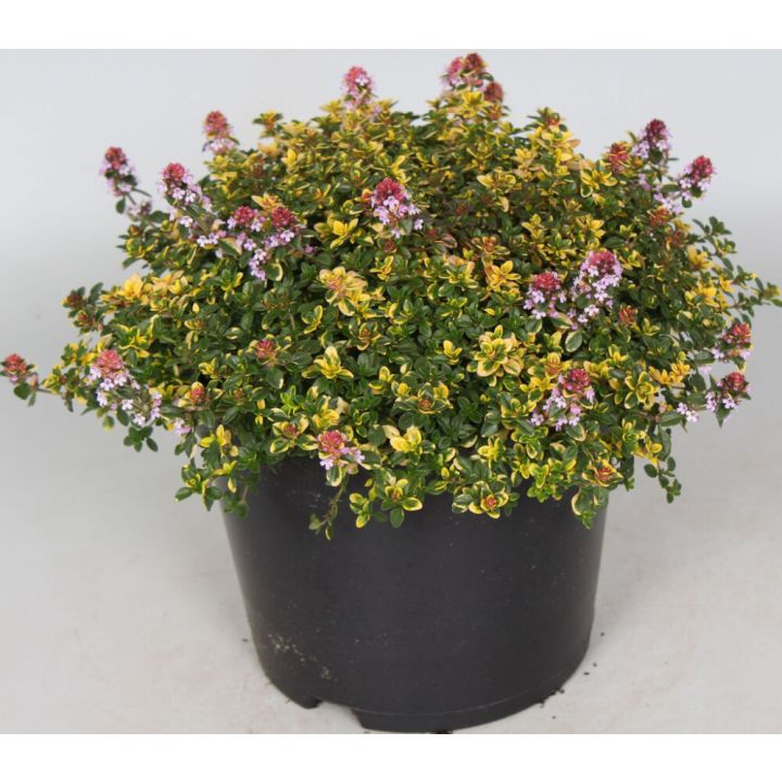 Sitruuna-ajuruoho Mihkel Saar Puukool Sambesi P12