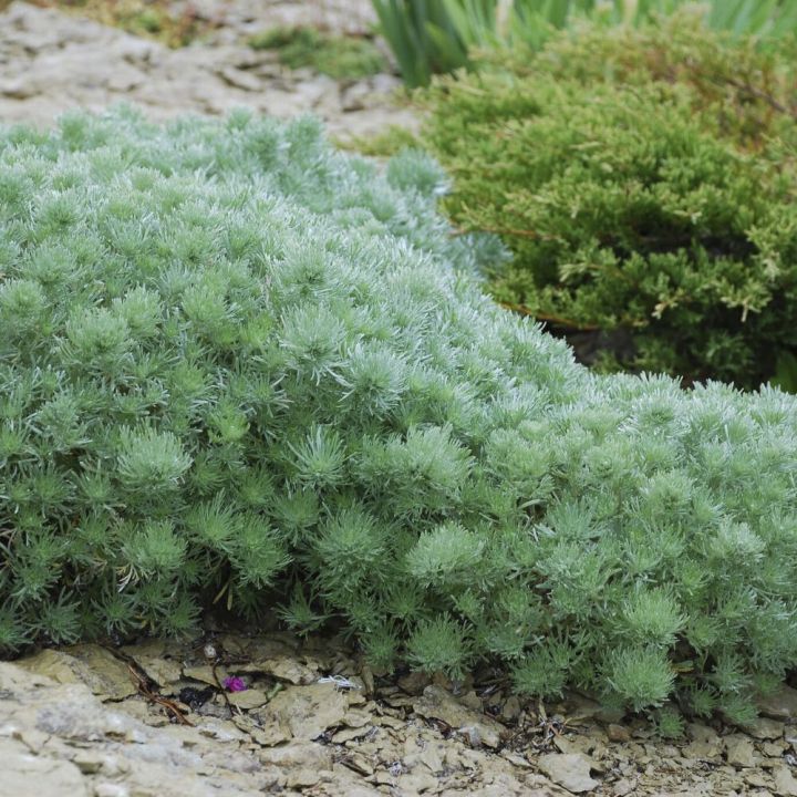 Ohotanmaruna Artemisia schmidtiana Nana