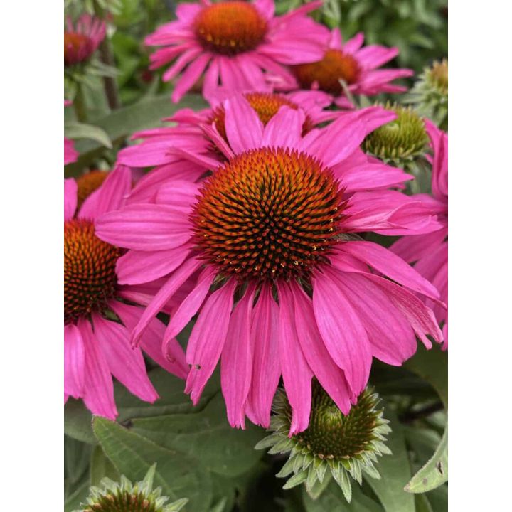 Tarhapunahattu Echinacea SunSeekers Hot Pink