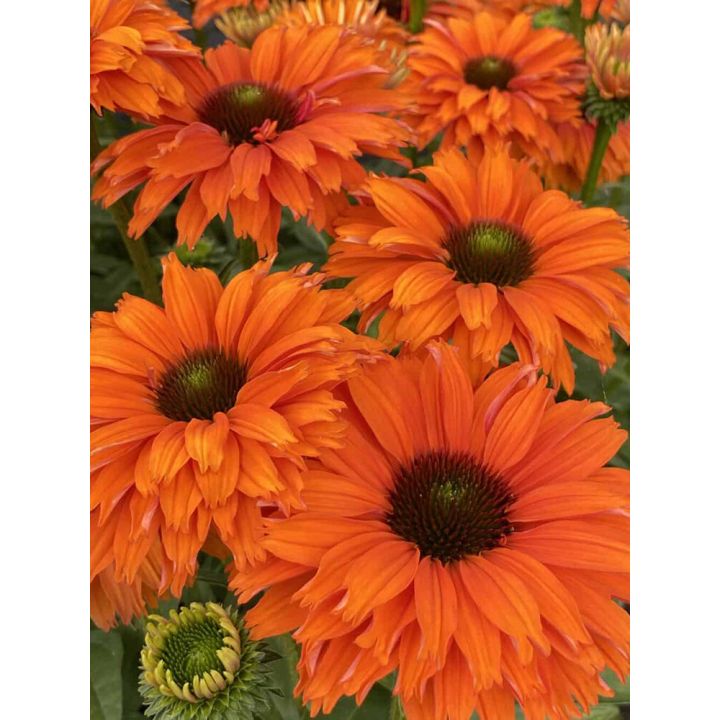 Tarhapunahattu Echinacea SunSeekers Mineola
