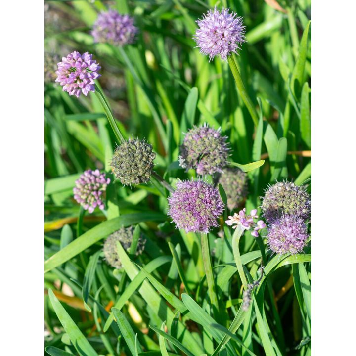 VAARINLAUKKA ALLIUM SENESCENS