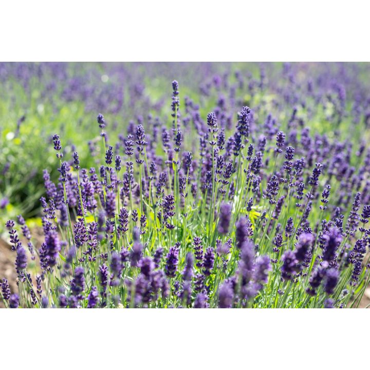 Tähkälaventeli Lavandula Angustifolia Munstead