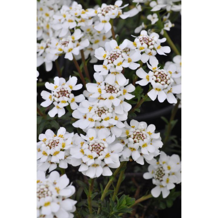 Talvisaippo Iberis Sempervirens Fishbeck