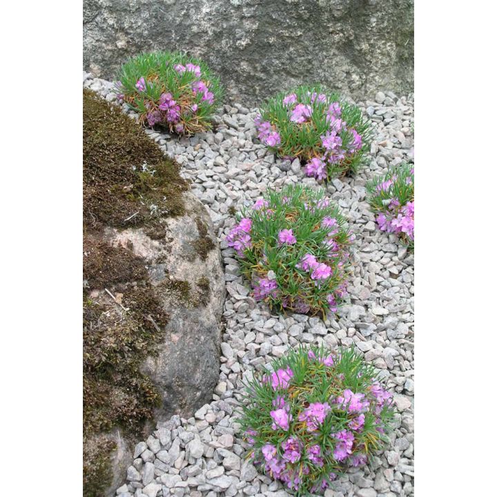 Laukkaneilikka Armeria maritima Varretu