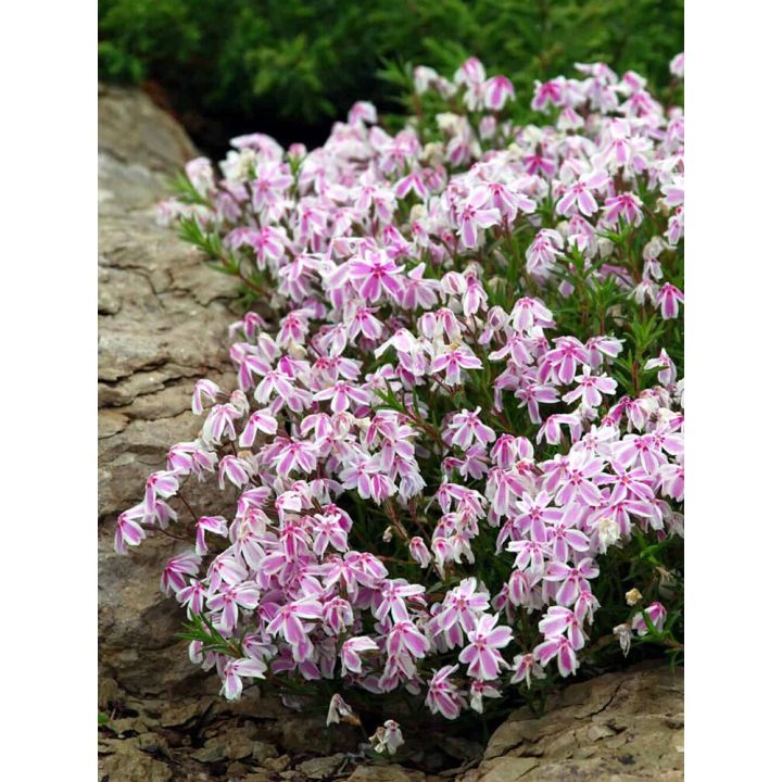 Sammalleimu Phlox subulata Kimono Pink White P12