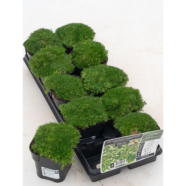 Polkuhaarikko Sagina subulata P12