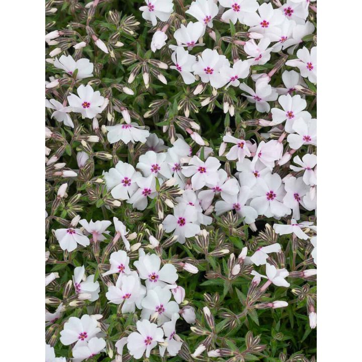 Sammalleimu Phlox subulata Amazing Grace P12