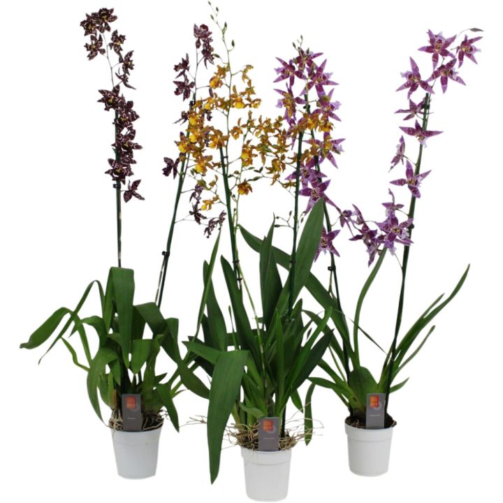 Orkidea Cambria XXL Mix P12