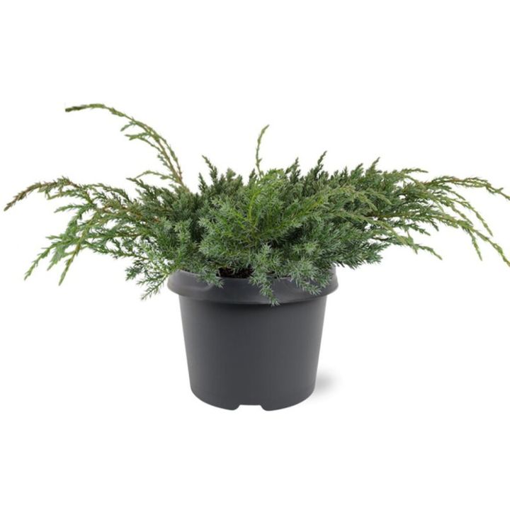 Lamosinikataja Juniperus Squamata Blue Carpet P23