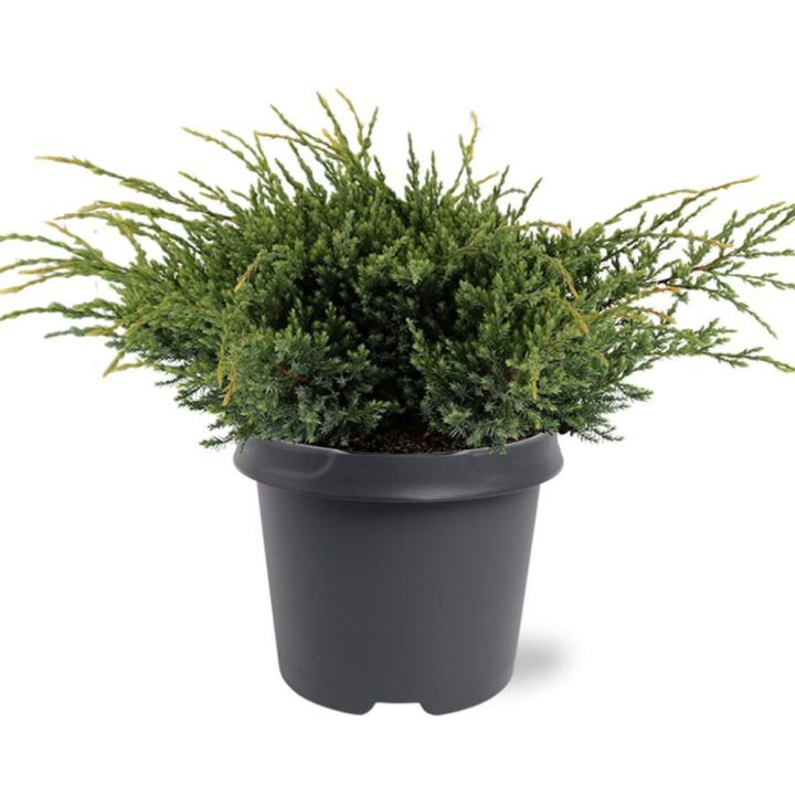 Sinikataja Juniperus Squamata Holger P23