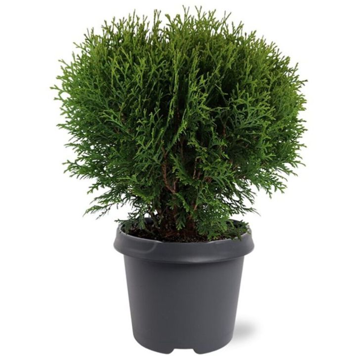 Pallotuija Thuja Occidentalis Tiny Tim P23
