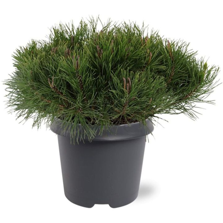 Vuorimänty Pinus Mugo P23