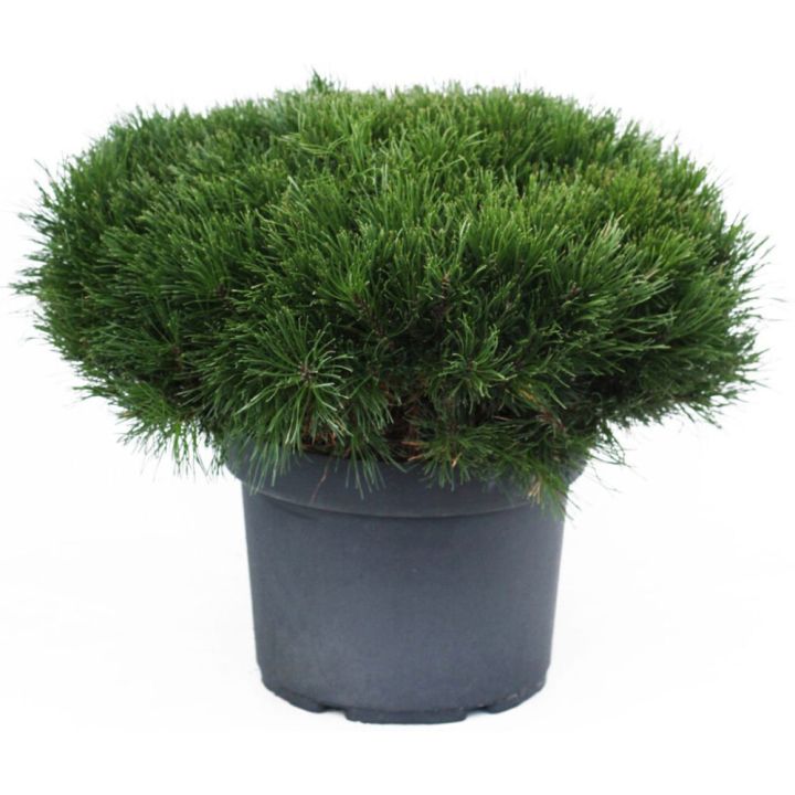 Vuorimänty Pinus Mugo P26