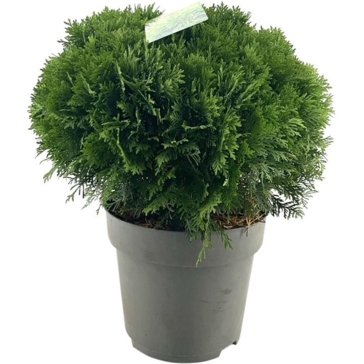 Pallotuija Thuja Occidentalis Danica P26