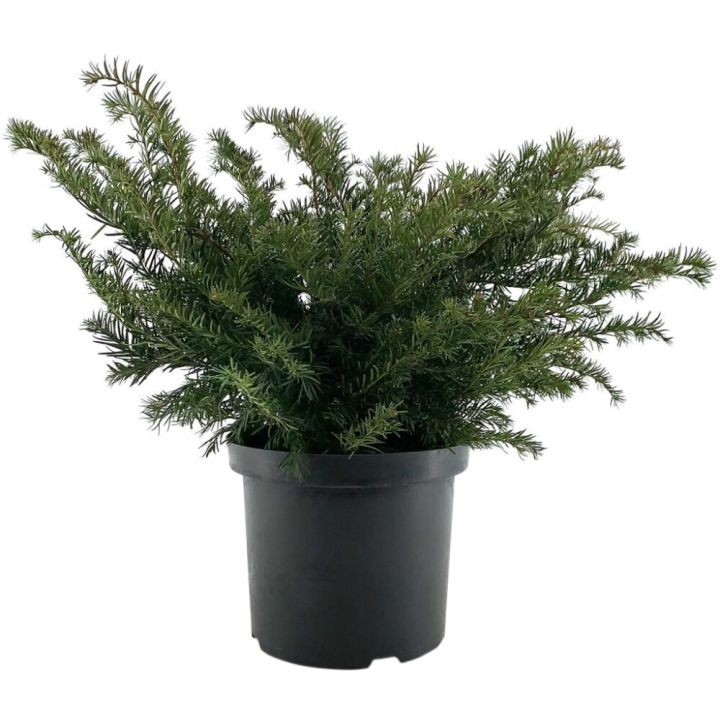 Euroopanmarjakuusi Taxus Baccata Repandens P31