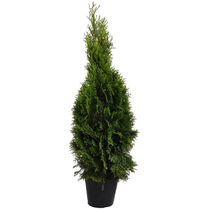Timanttituija Thuja Occidentalis Smaragd P23 100-120 cm