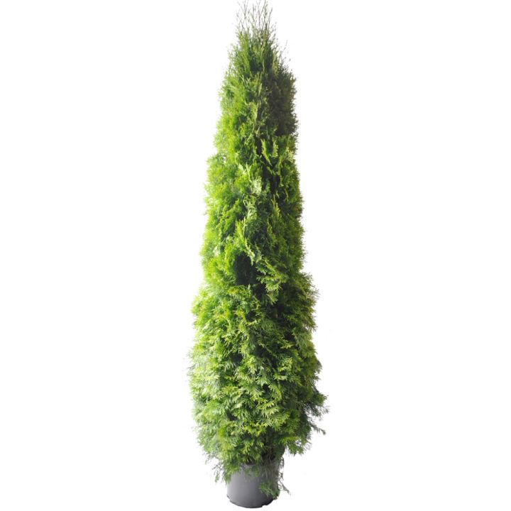 Timanttituija Thuja Occidentalis Smaragd P31 160-180 cm