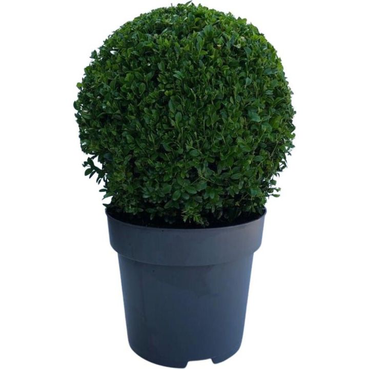 Puksipuu Buxus Sempervirens P26 35 cm