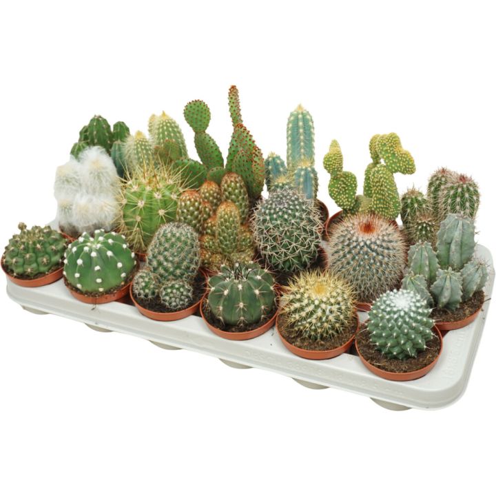 Kaktus Mix P8,5