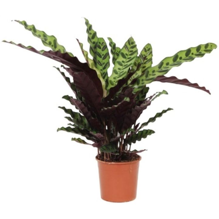 Marmorimaija Calathea Insigne Mix P14