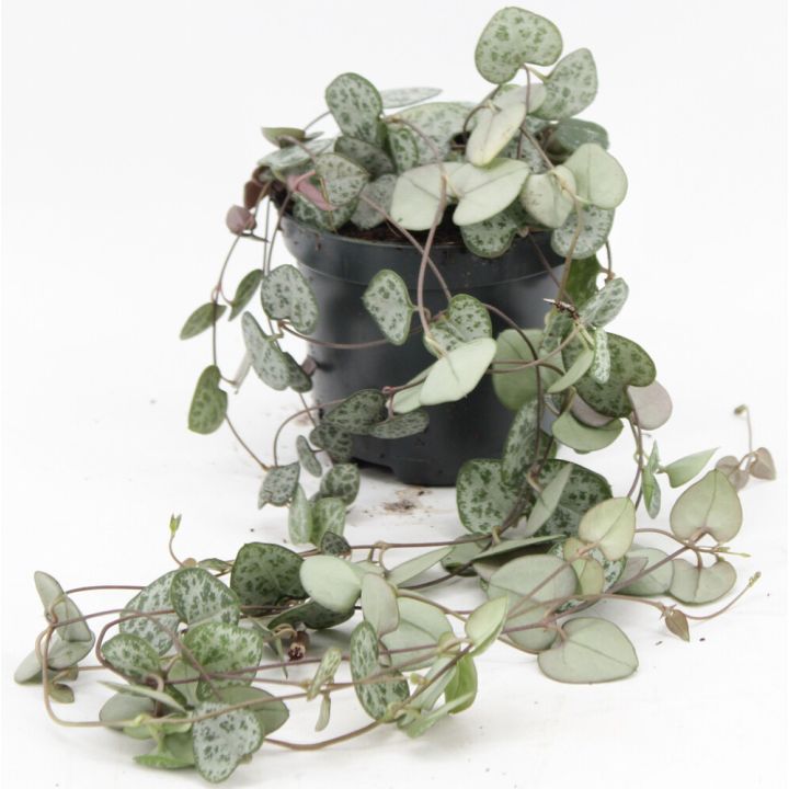 Herttalyhty Ceropegia Woodii P8