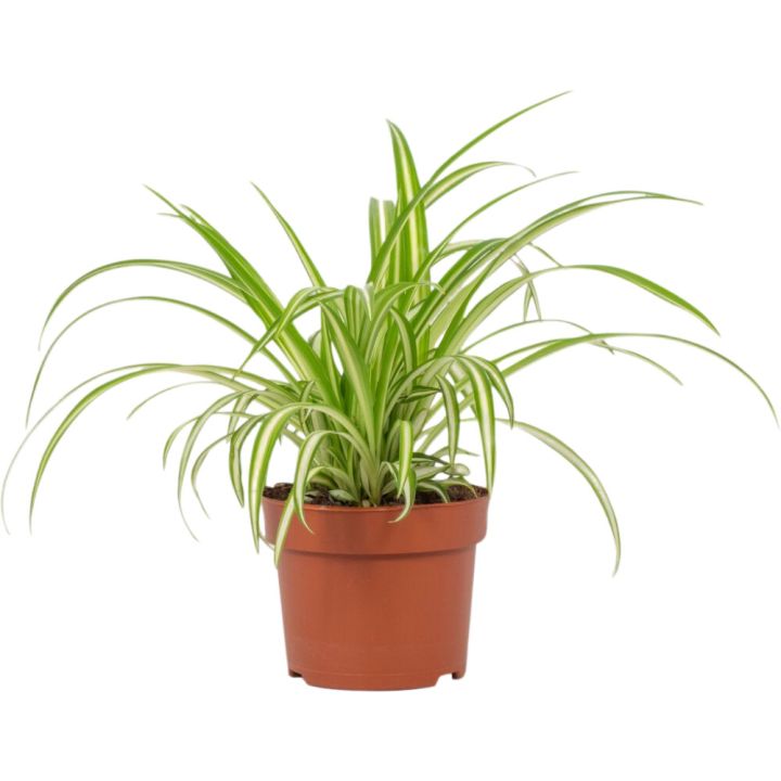 Kirjorönsylilja Chlorophytum Variegatum P12