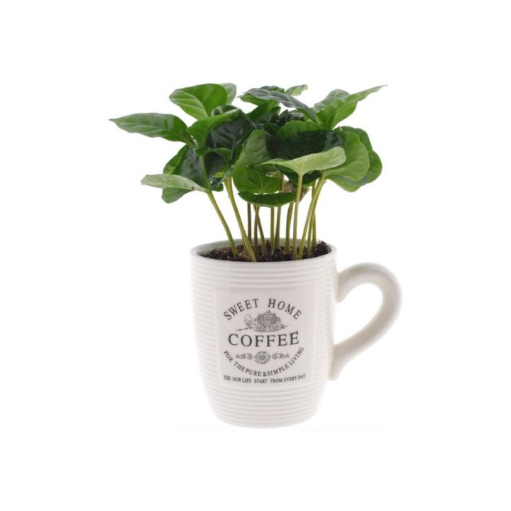 Kahvipensas Coffee Arabica mukissa P7