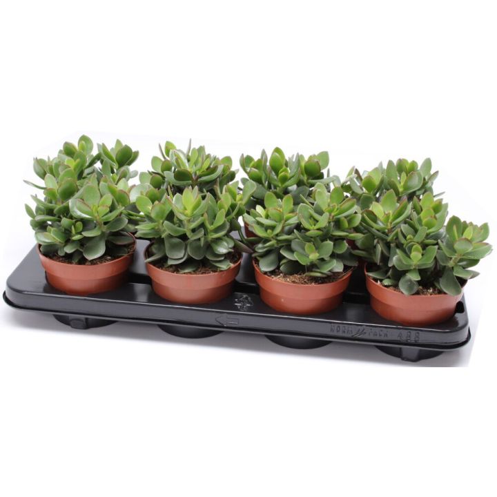 Rahapuu Minova Magic Crassula