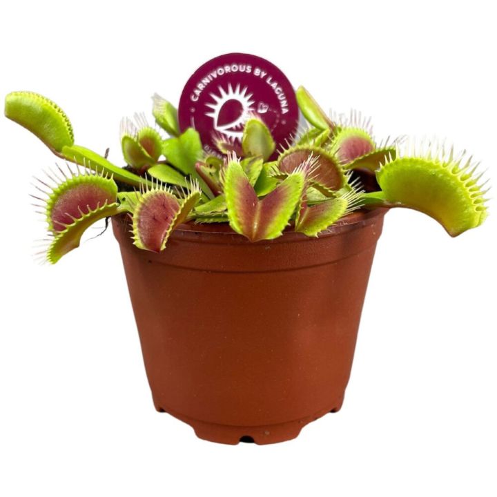 Kärpäsloukku Dionaea Muscipula P8